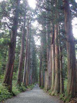 戸隠奥社への杉