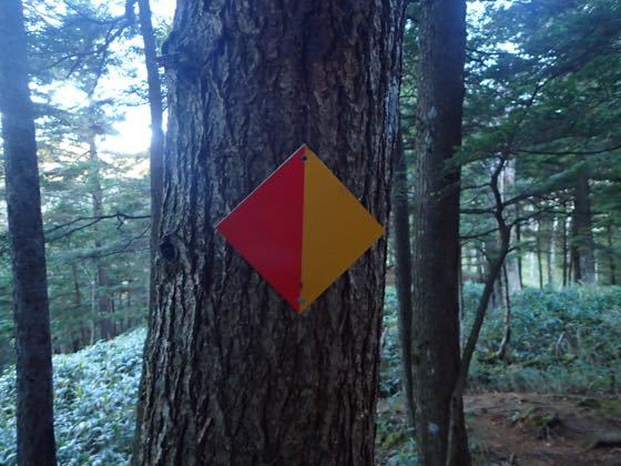 蛍光の目印に助けられた