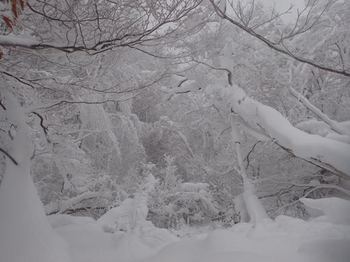 一晩で４０センチさらに降雪があった