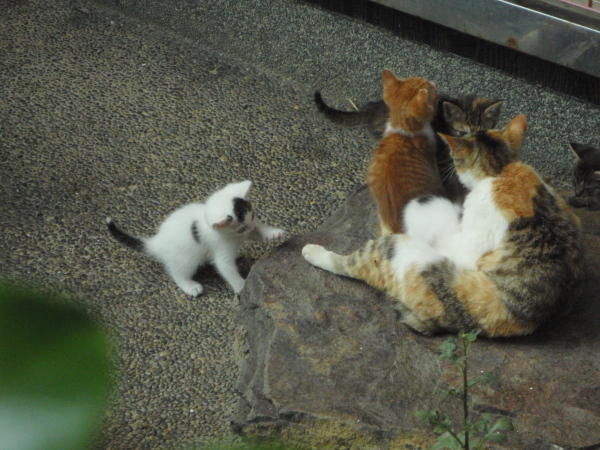 P6110044 10.jpg