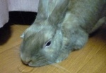 もか・・くてー