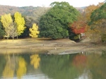 奈良大仏殿近くの池