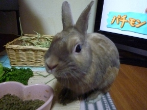 もかちゃみ