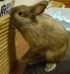 もか。がりがり