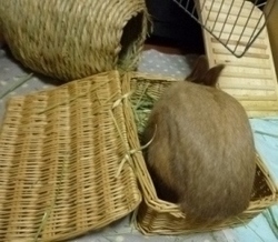 かご