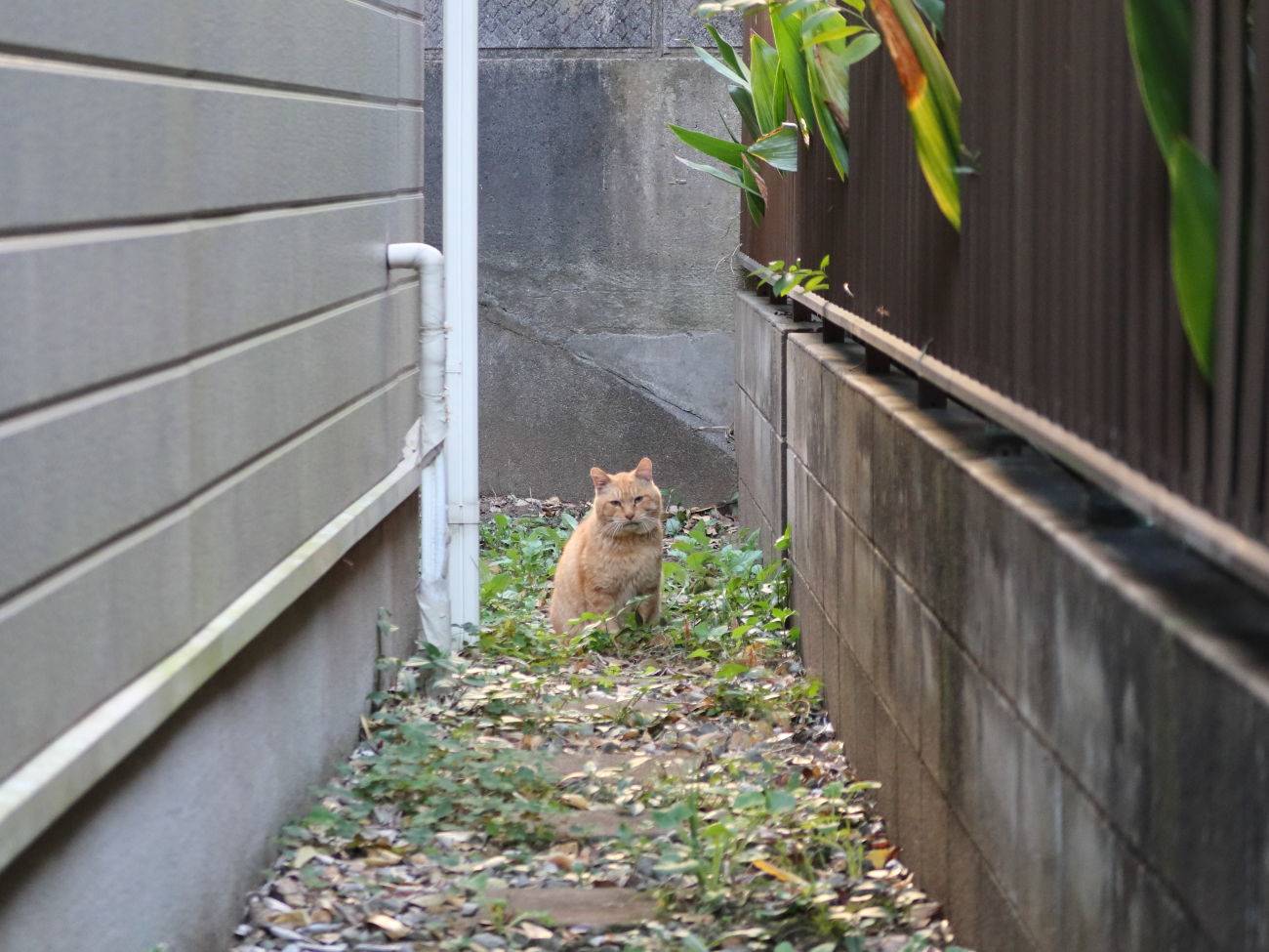 三毛猫ミーコと一緒っ！