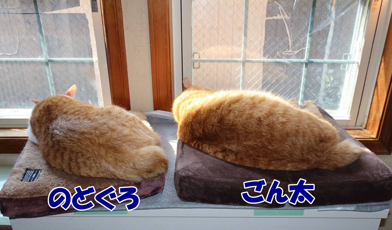 三毛猫ミーコと一緒っ！