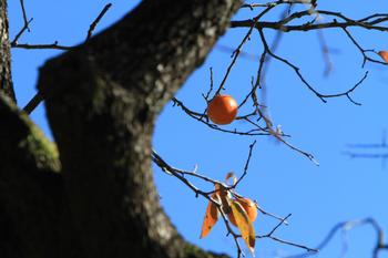 摂理の便り_月明洞の柿