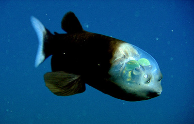 090223-01-fish-transparent-head-barreleye-pictures_big.jpg