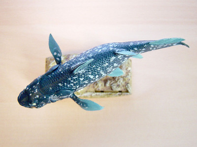 BUZZ_COELACANTH-5.jpg