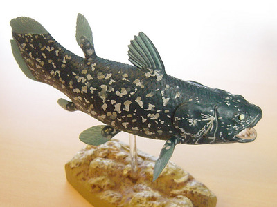 BUZZ_COELACANTH-7.jpg