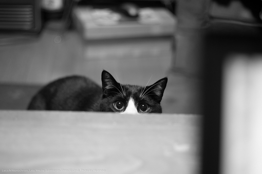 L1000990.jpg