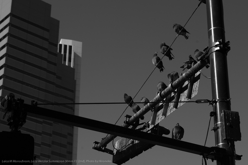 L1006952.jpg