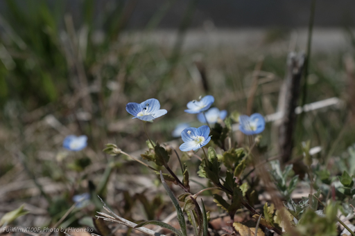 X10F0363.jpg
