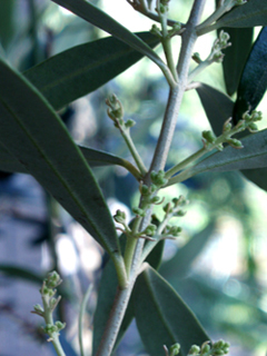 olive-nevadillo蕾