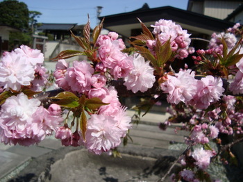 八重桜.JPG