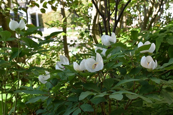 33-1ﾔﾏｼｬｸ-白花鉢.jpg