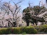 桜サク2025