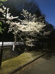 夜桜25