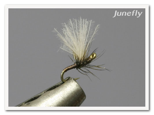 Facefish_B02.jpg