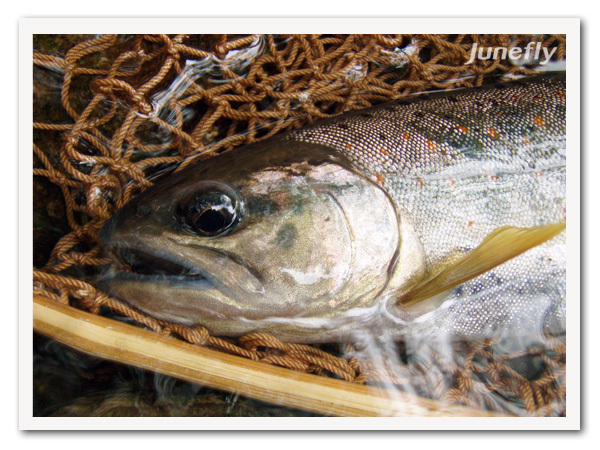 Facefish_B0701a.jpg