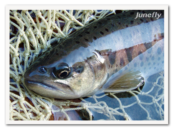 Facefish_B1215b.jpg