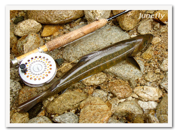 Facefish_B130601b.jpg