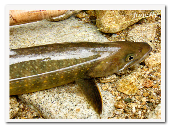 Facefish_B130601c.jpg