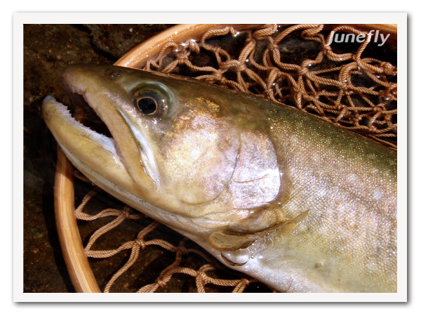 Facefish_B140705b.jpg