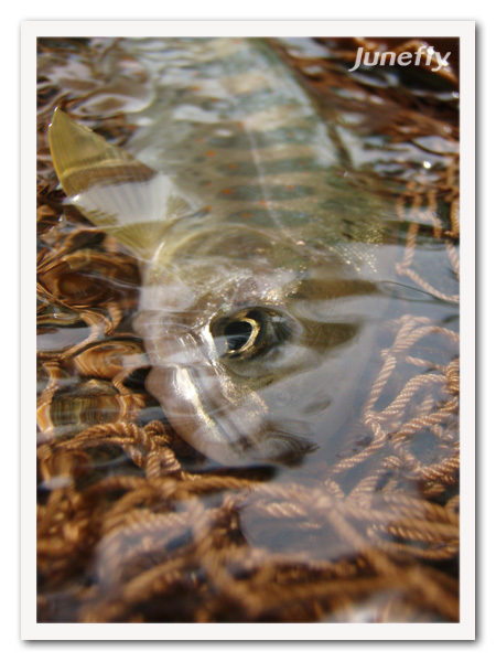Facefish_C0526a.jpg
