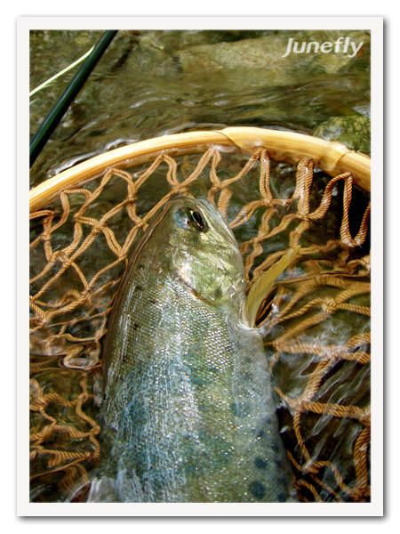 Facefish_C0526b.jpg