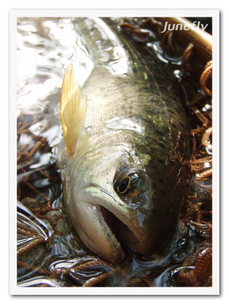 Facefish_C0604c.jpg