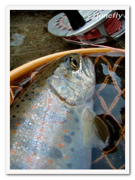 Facefish_C120330.jpg