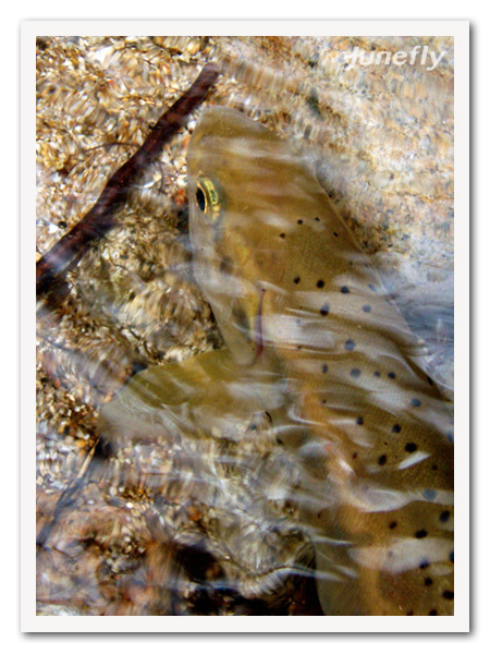 Facefish_C120415.jpg