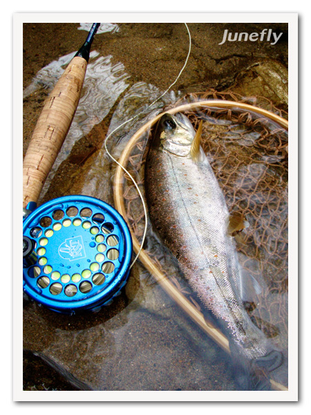 Facefish_C120501.jpg