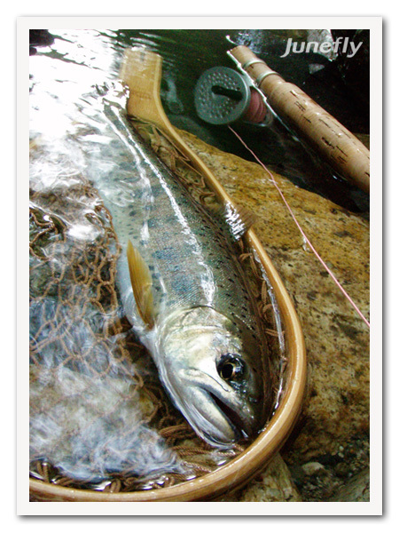 Facefish_C120630c.jpg
