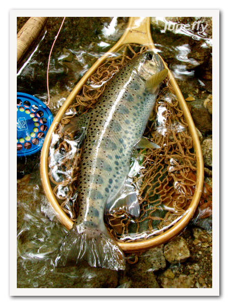 Facefish_C120945a.jpg