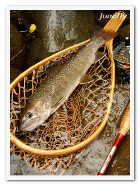 Facefish_C140621b.jpg