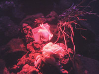 「ゴエモンコシオリエビ」　　世界初の化学合成生態系水槽では、深海700〜1,600mの300℃近い熱水噴出域の環境そのままに、深海生物を飼育・展示している。相模湾は、深海底をもつ内湾として世界的にも有名。