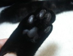 猫 肉球 黒い 最高の画像ページ