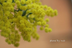 mimosaさんの画像