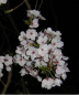 豆桜さんの画像