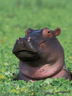 HIPPOさんの画像