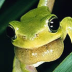frogさんの画像