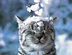 雪猫さんの画像