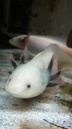 axolotlさんの画像
