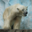 Thomas-Polar-Bear