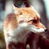 FOXさんの画像