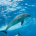 Super_dolphin
