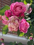 ５月１１日 バラ（薔薇） Rosa